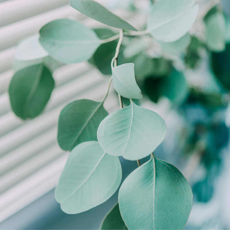 Finally Home Car, Room & Linen Spray – Eucalyptus & Mint | Clean, Refreshing Scent (4 oz)