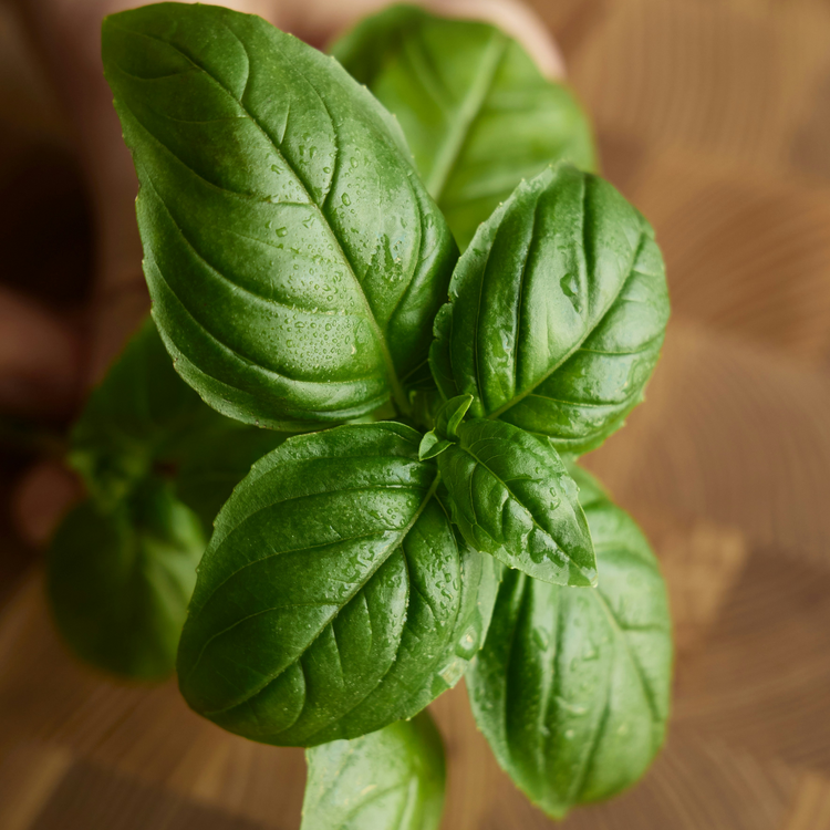 King’s Table Candle – Coconut Soy, Bold Musk & Oakmoss Blend 9 oz