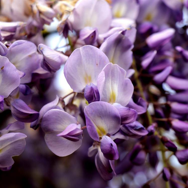Lavender Noir luxury coconut soy candle — sultry lavender, soft musk & amber in a moody evening scent.