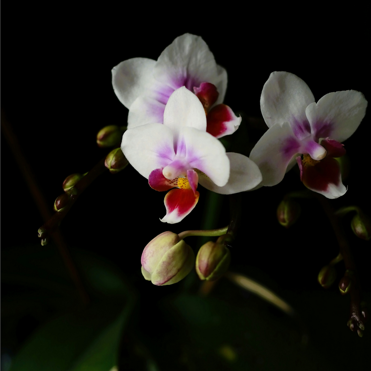 You’re Beautiful Room, Linen & Car Spray — Black Amber Plum & Vanilla (4 oz)